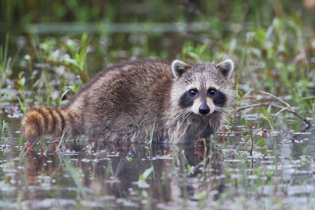 celltrax on racoon