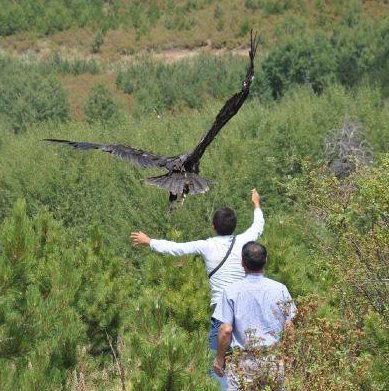 GPS/UHF Wildlife Radio Telemetry Avian Tag.
50g
Solar Powered
UHF Radio Download & Setup
Coded UHF Radio Tracking Beacon